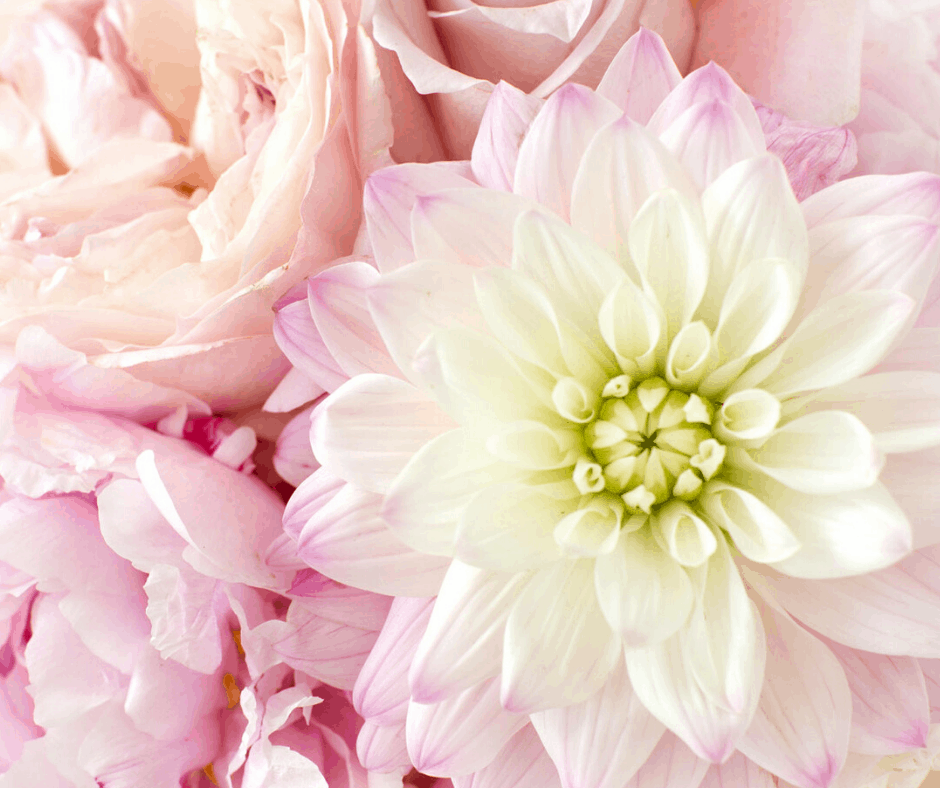 Ivory Mix Stock Photos for Bloggers